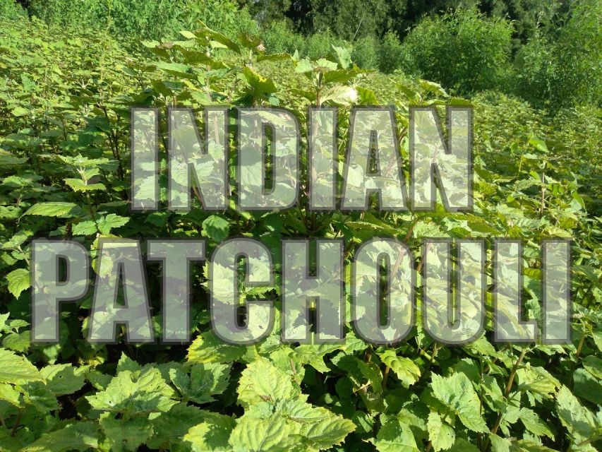 Sustainable Patchouli Farming in India: Aromatic and Allied Leading the Way