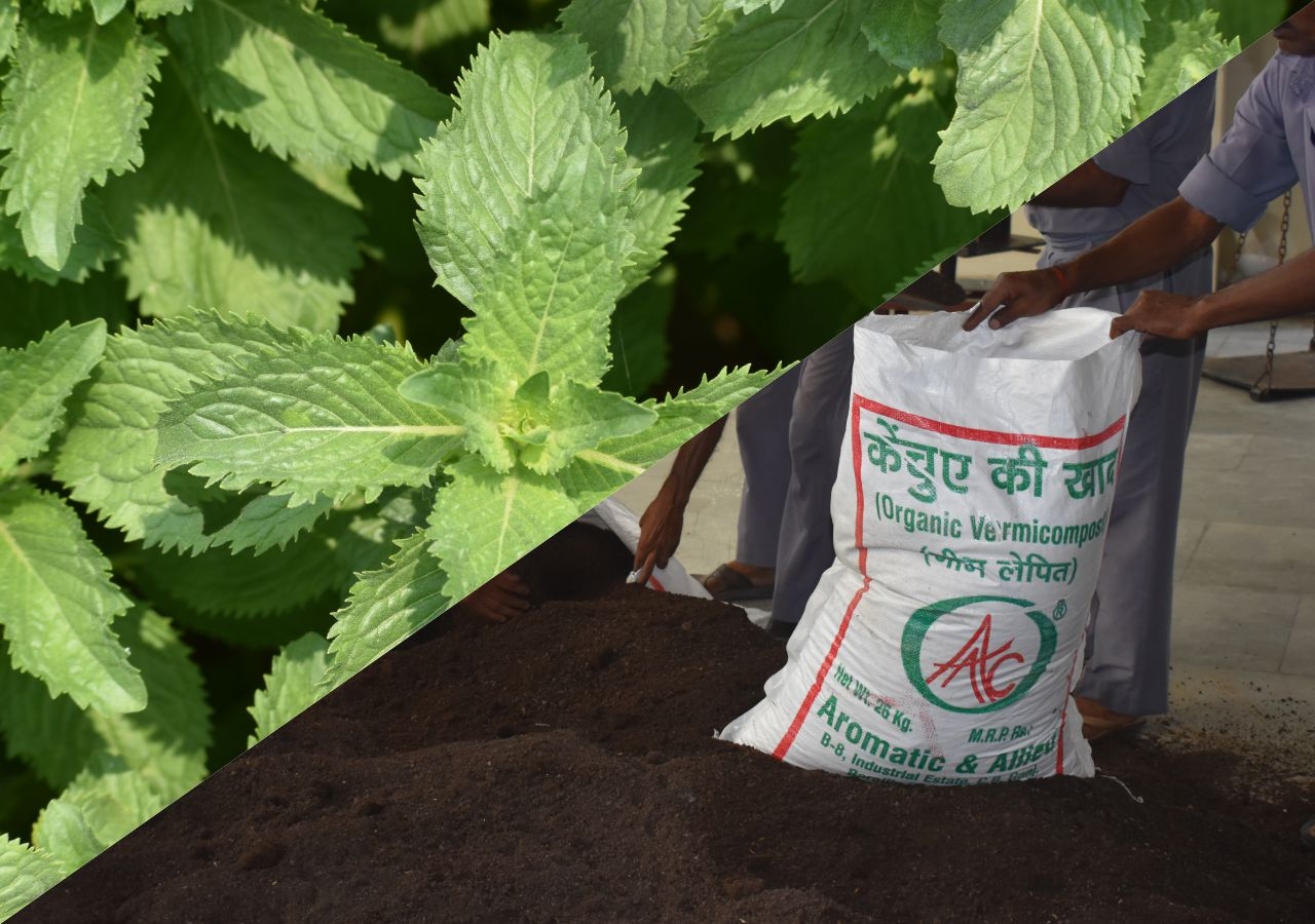 Sustainable Farming at Aromatic and Allied (AAC): Vermicomposting, Cropping Techniques and Mentha Arvensis