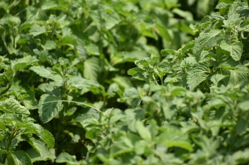 Mentha Arvensis – Golden Variety: Organic vs. Conventional Farming Outlook for 2025