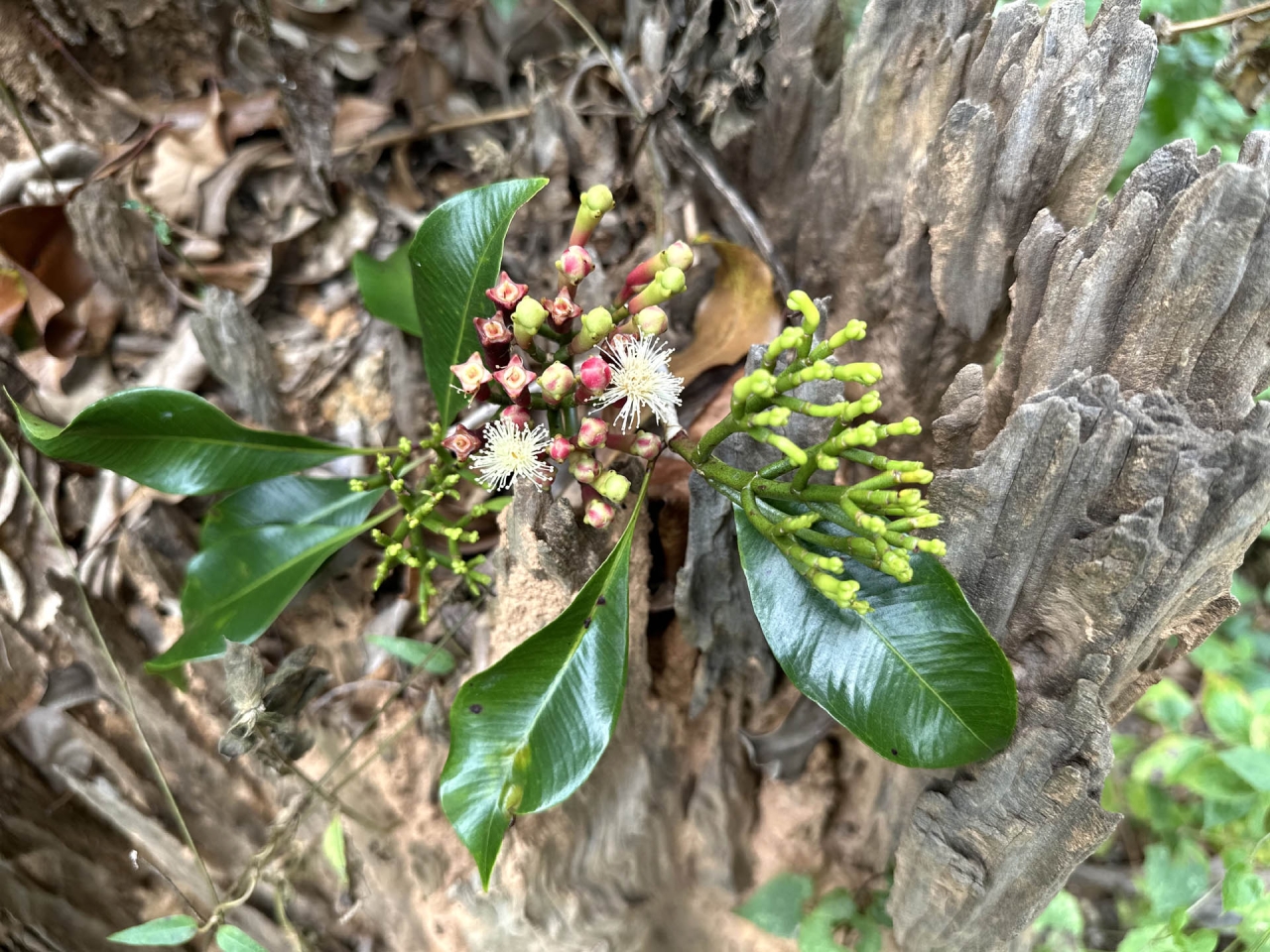 The Journey Of Clove Bud Oil At Aromatic & Allied