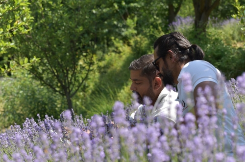 Lavender Fields of Indian Himalayas (Kashmir) - 2024