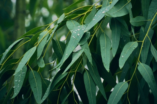 Journey of Eucalyptus Oil (Globulus): From Cultivation to Exportation