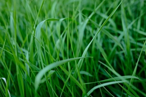 Palmarosa ( Cymbopogon martinii )  Oil 