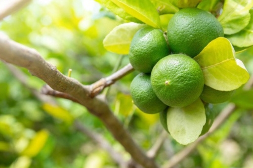 Indian Lime Oil ( Citrus aurantifolia )