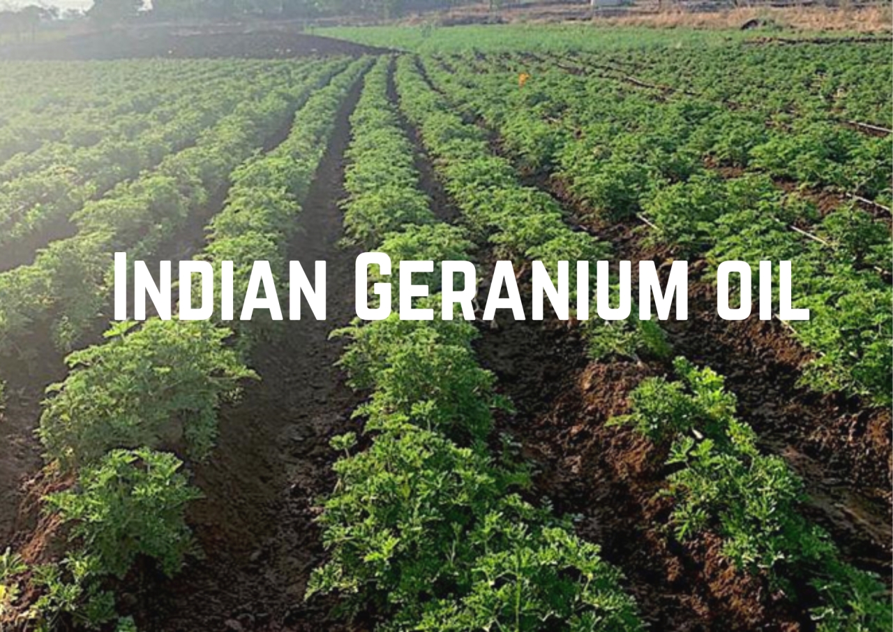 Geranium Oil Farming in Meghalaya: A Sustainable Initiative by Aromatic and Allied