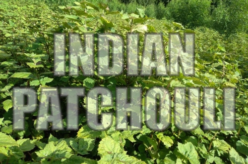 Sustainable Patchouli Farming in India: Aromatic and Allied Leading the Way