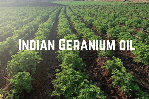 Geranium Oil Farming in Meghalaya: A Sustainable Initiative by Aromatic and Allied 