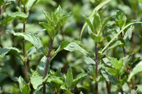 Peppermint Oil 2025: A Commitment to Quality – Organic and Conventional Excellence