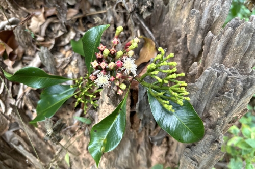 The Journey Of Clove Bud Oil At Aromatic & Allied