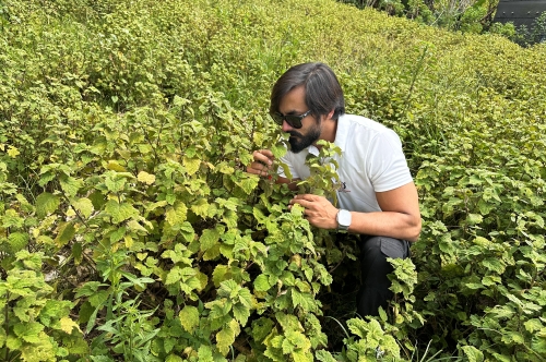 From Soil to Soul: The Journey of Patchouli Oil