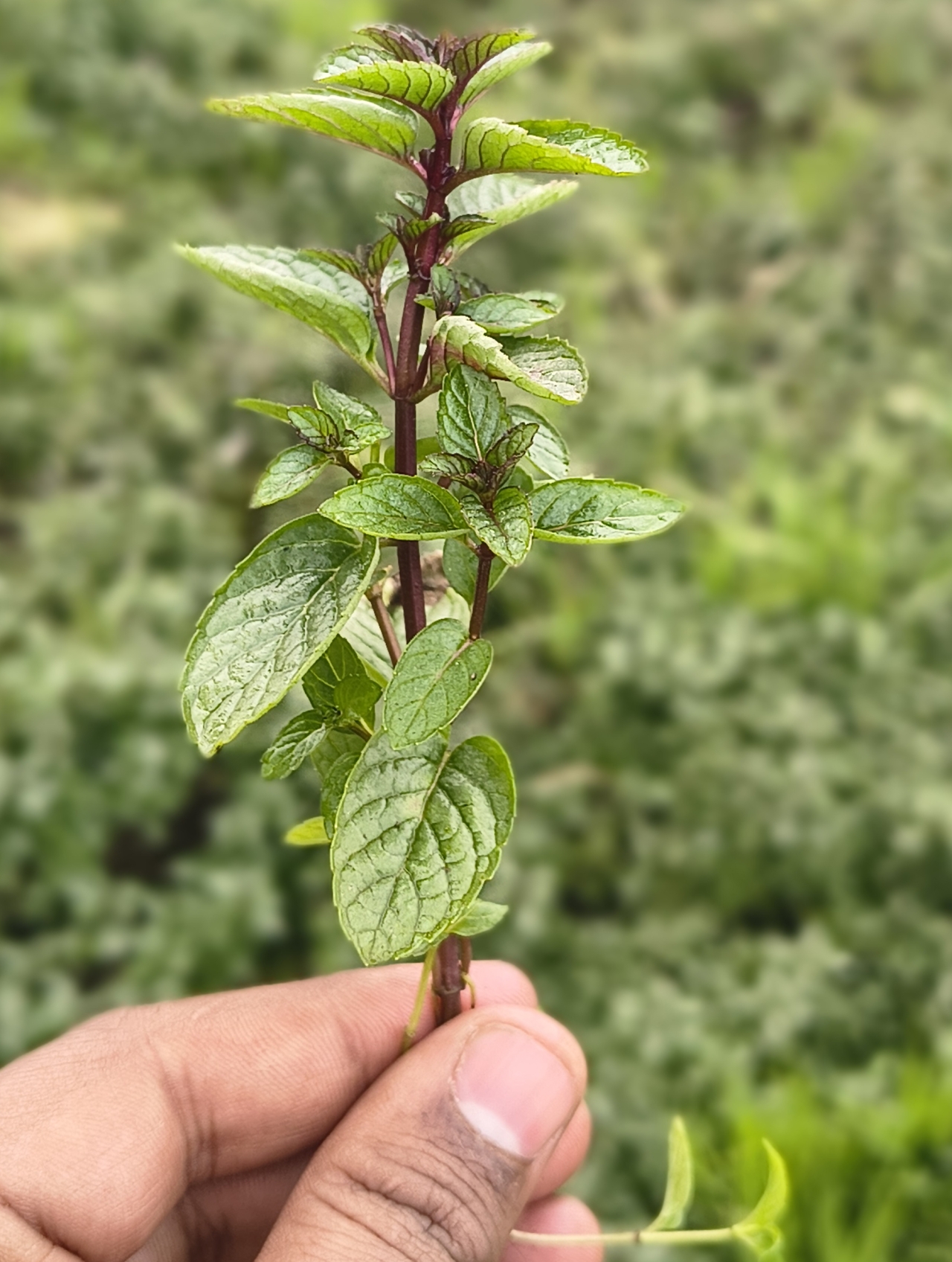 Planting the Seeds of Success: Spearmint Plantation at the Start of 2026