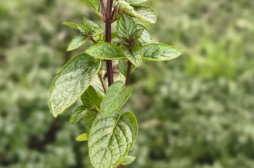 Planting the Seeds of Success: Spearmint Plantation at the Start of 2026