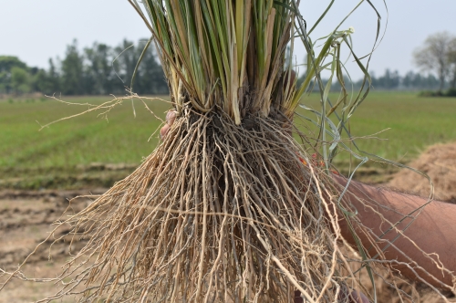 Unlocking the Potential of Vetiver:  Sustainable Farming with Aromatic And Allied