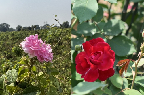 From Rose to Essence: The Art of Extraction