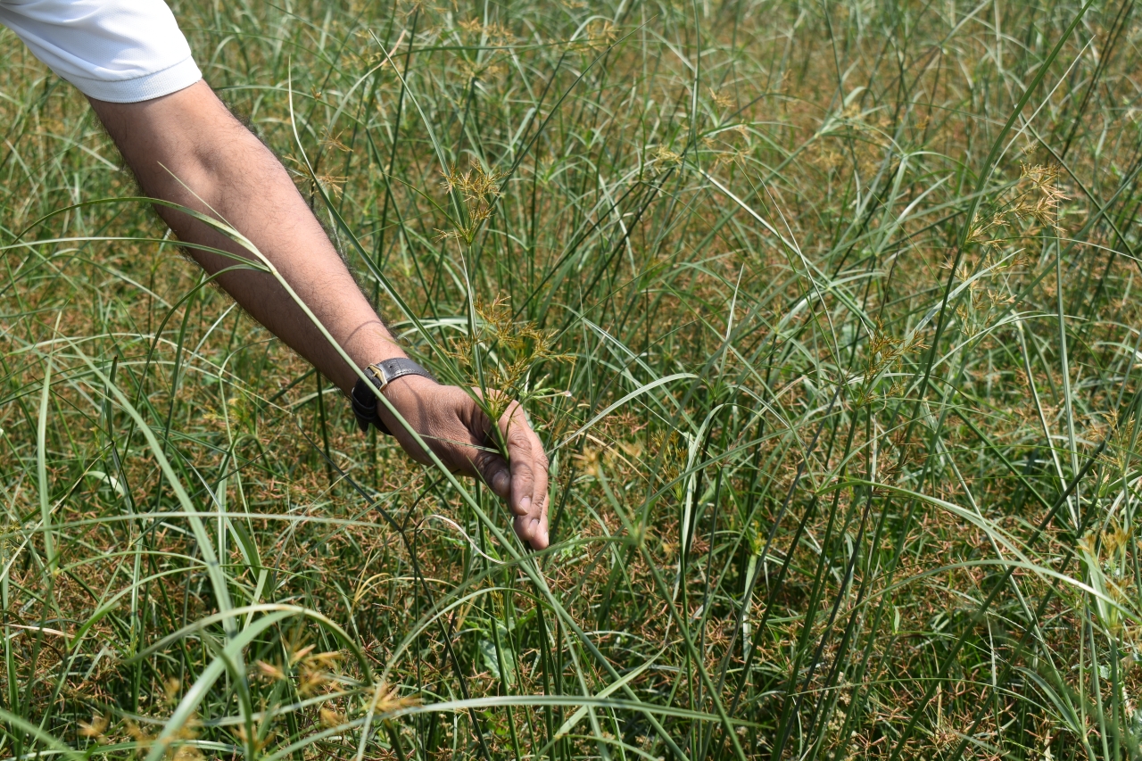 Nagarmotha (Cypriol) : Empowering Sustainable Aromatic Farming