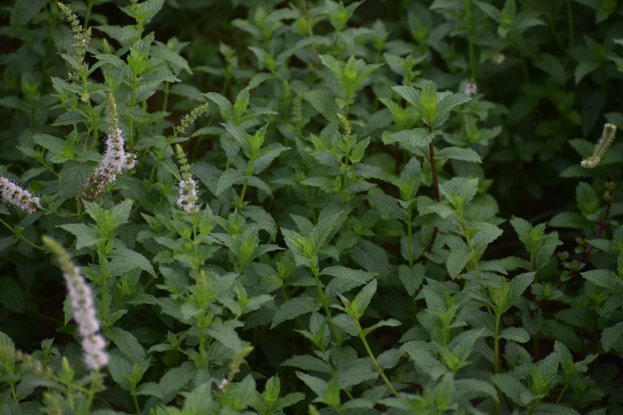 Spearmint Harvest 2026 : From Sustainable Indian Farms to Global Flavor & Wellness Industries