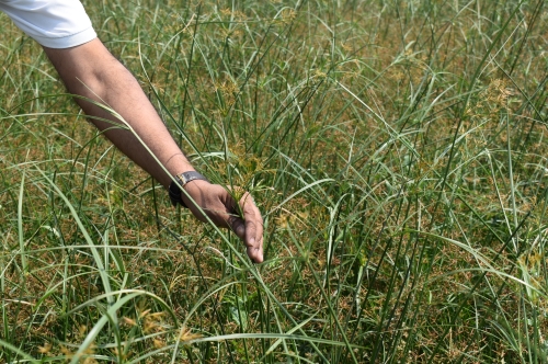 Nagarmotha (Cypriol) : Empowering Sustainable Aromatic Farming