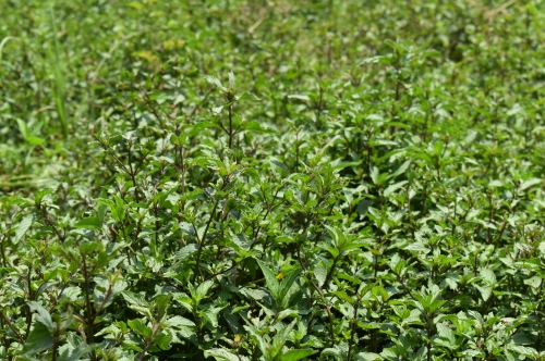 Peppermint Harvest 2026 : From Indian Fields to Global Essential Oil Markets