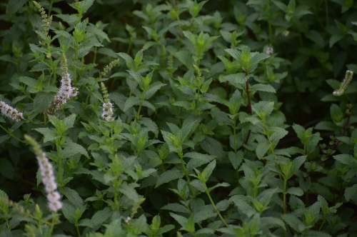 Spearmint Harvest 2026 : From Sustainable Indian Farms to Global Flavor & Wellness Industries