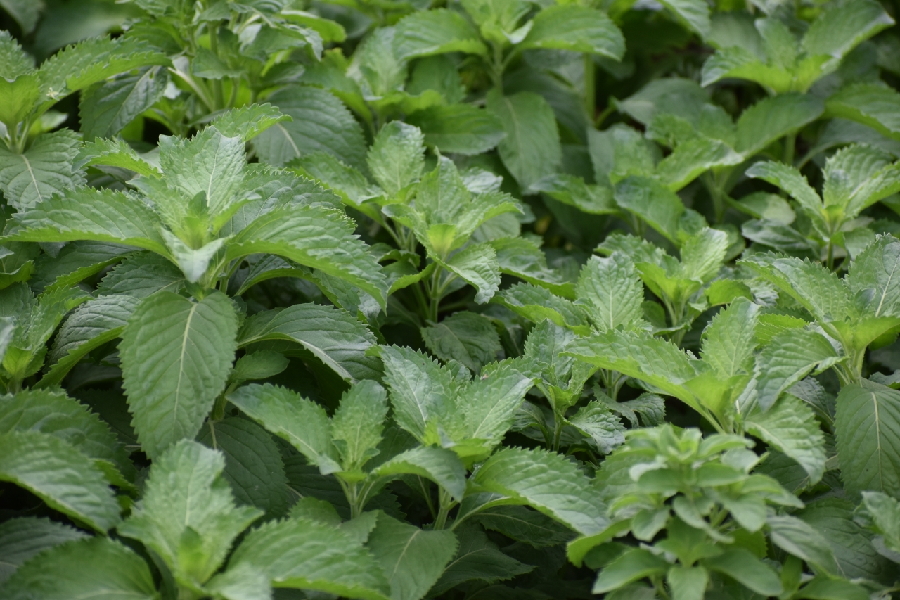 Mentha Arvensis Harvest 2026