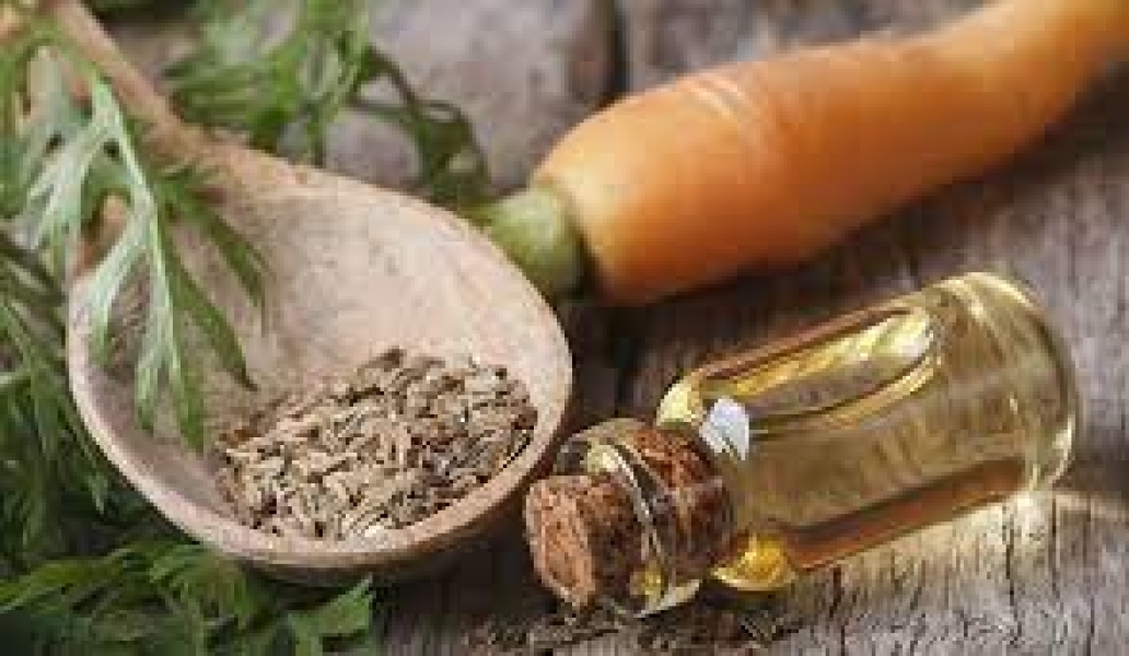 Carrot Seed Oil