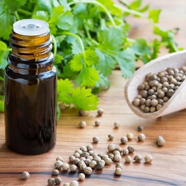 Coriander Seed OIl