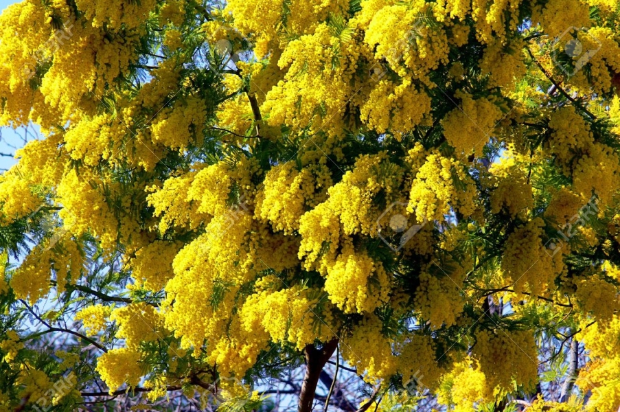 Mimosa Absolute/Concrete