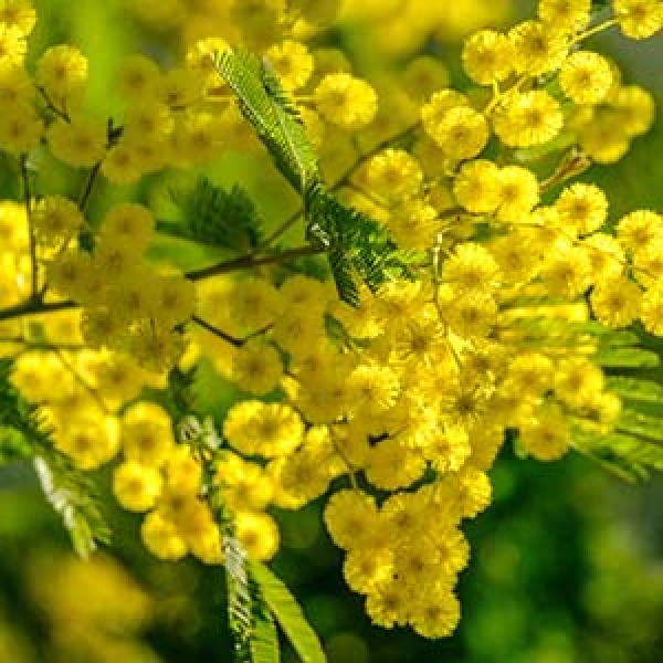 Mimosa Absolute/Concrete