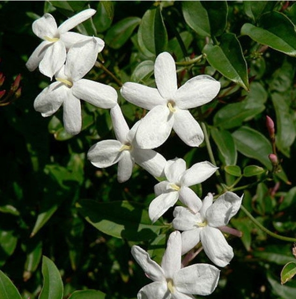 Jasmine Grandiflorum Absolute