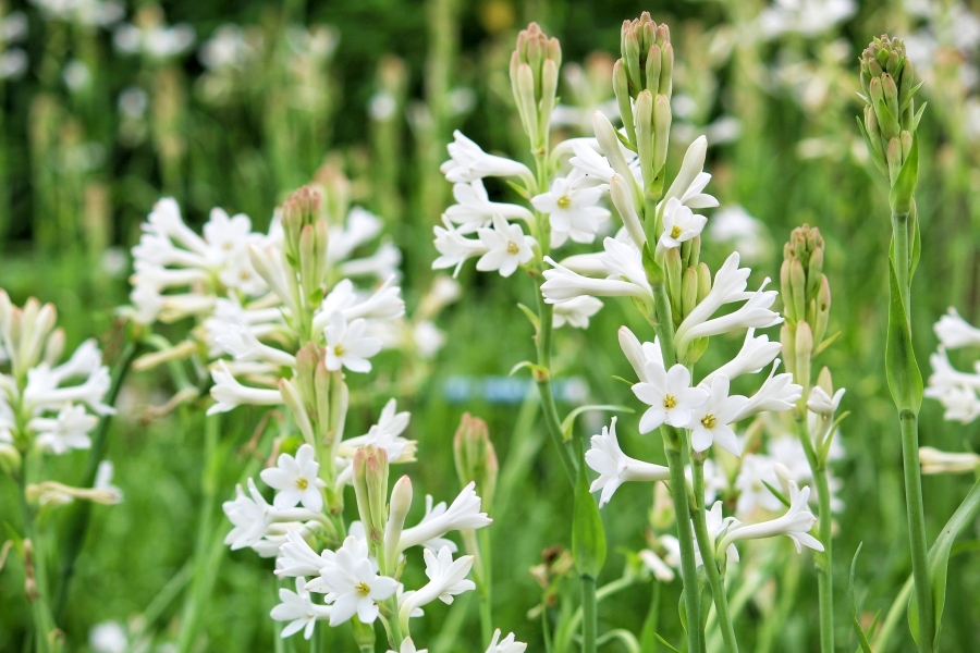 Tuberose absolute concrete AAC