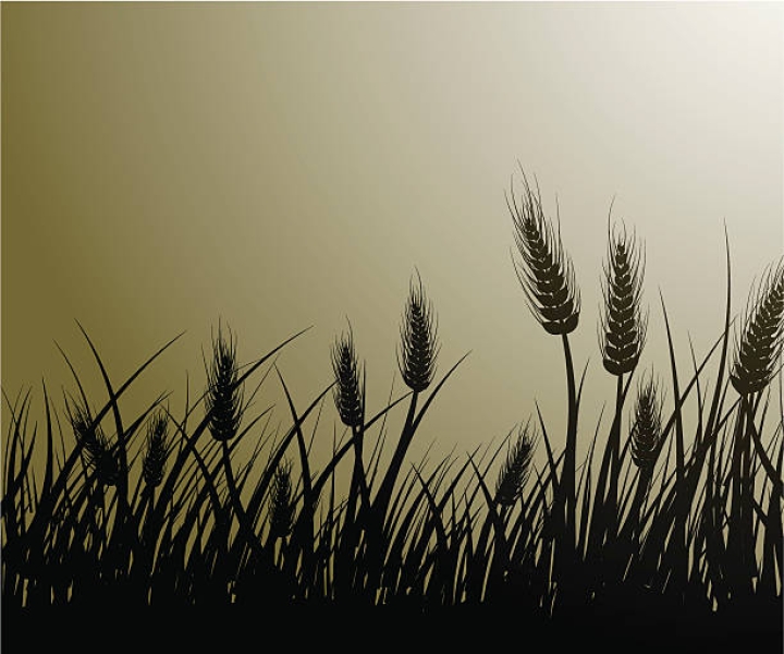 Maize/Corn oil