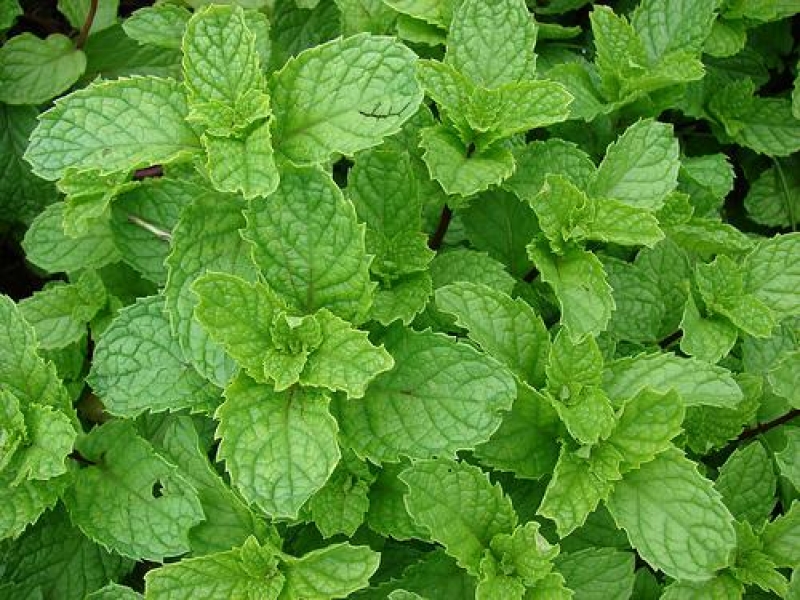 Spearmint Oil
