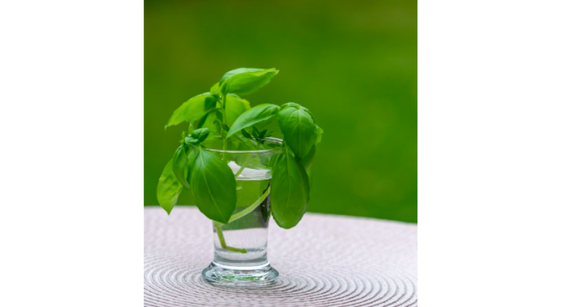 Basil Hydrosol