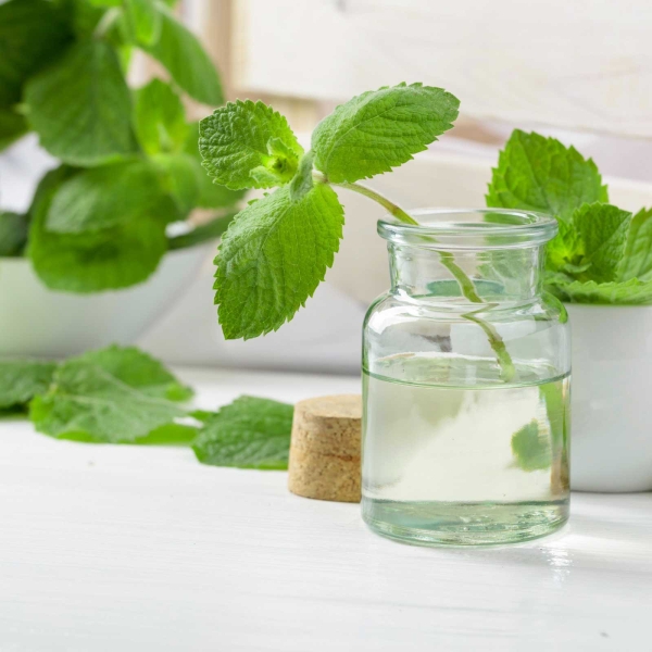 Corn Mint  (Mentha arvensis) Hydrosol