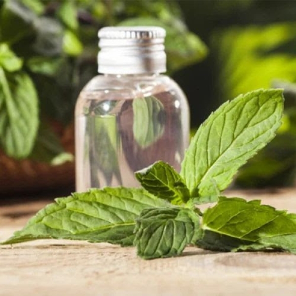 Corn Mint  (Mentha arvensis) Hydrosol