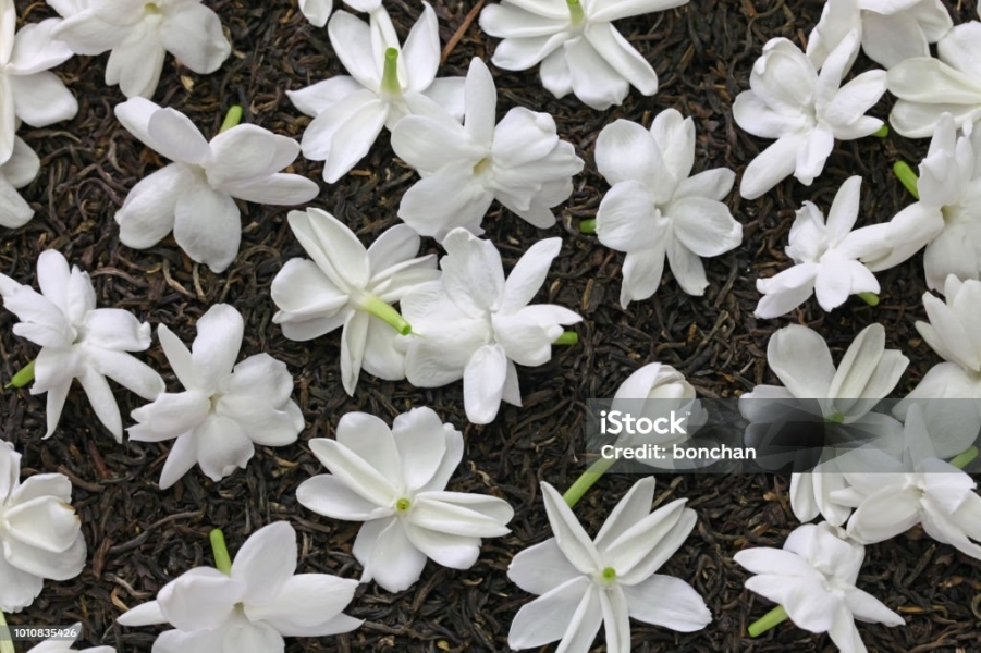 Jasmine Absolute (Sambac)