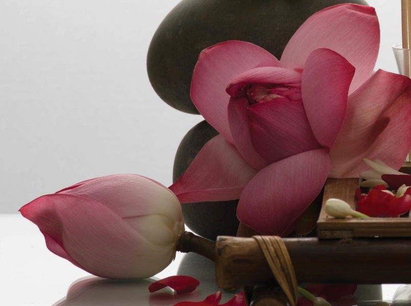 Lotus Absolute/Concrete