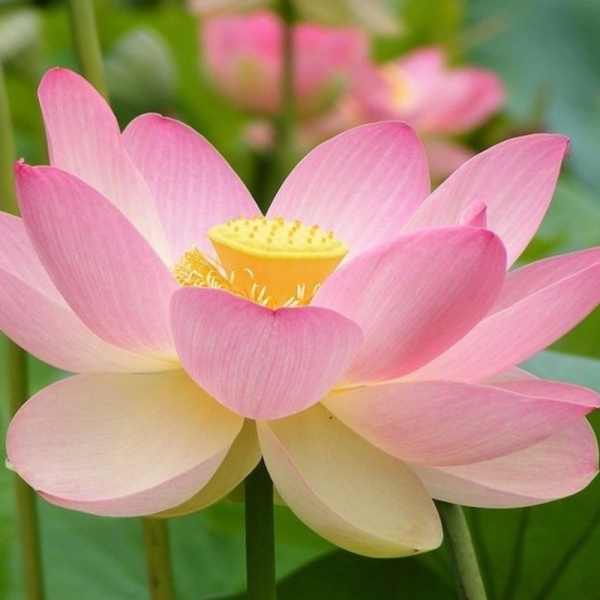 Lotus Absolute/Concrete