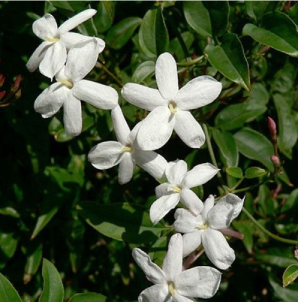 Organic Jasmine Grandiflorum Absolute