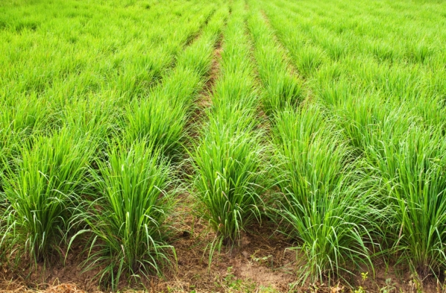 Organic Lemongrass Oil