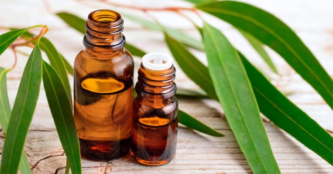 Organic Eucalyptus Oil ( Citriodora)