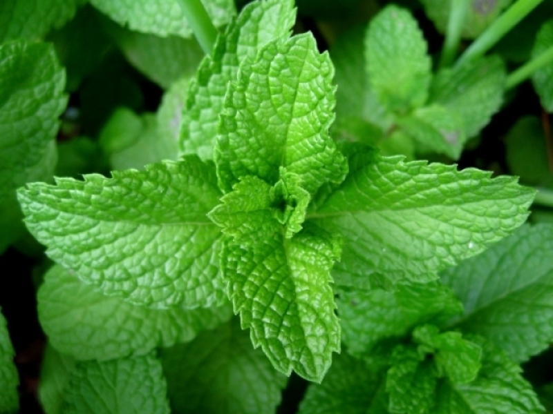 Organic Peppermint Oil