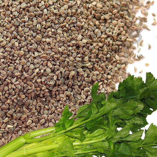 Celery Seed Oil Extract