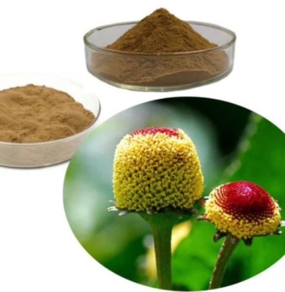 Spilanthes Acmella Extract