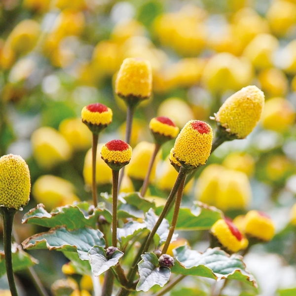 Spilanthes Acmella Extract