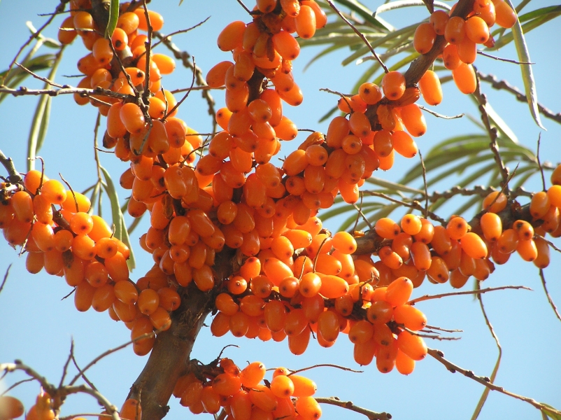 Seabuckthorn Berry Oil Extract