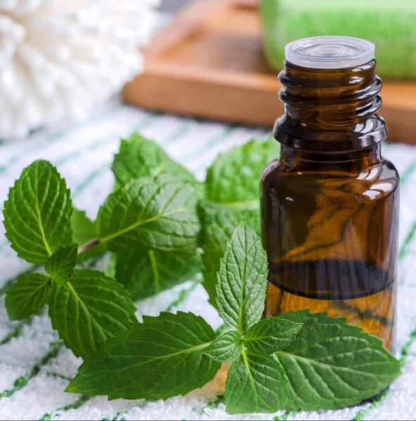 Spearmint Extract