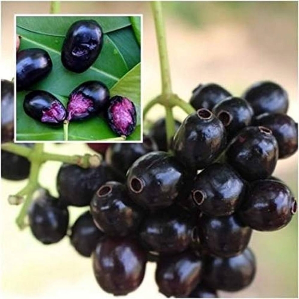 Jamun