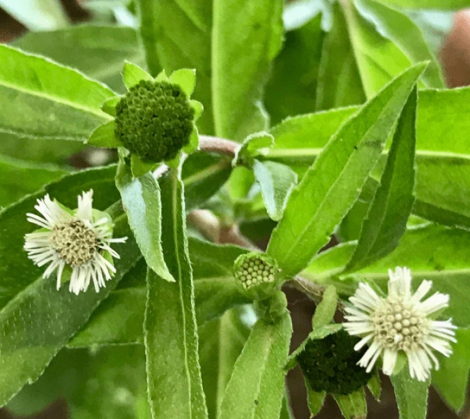 Bhringraj Dry Extract