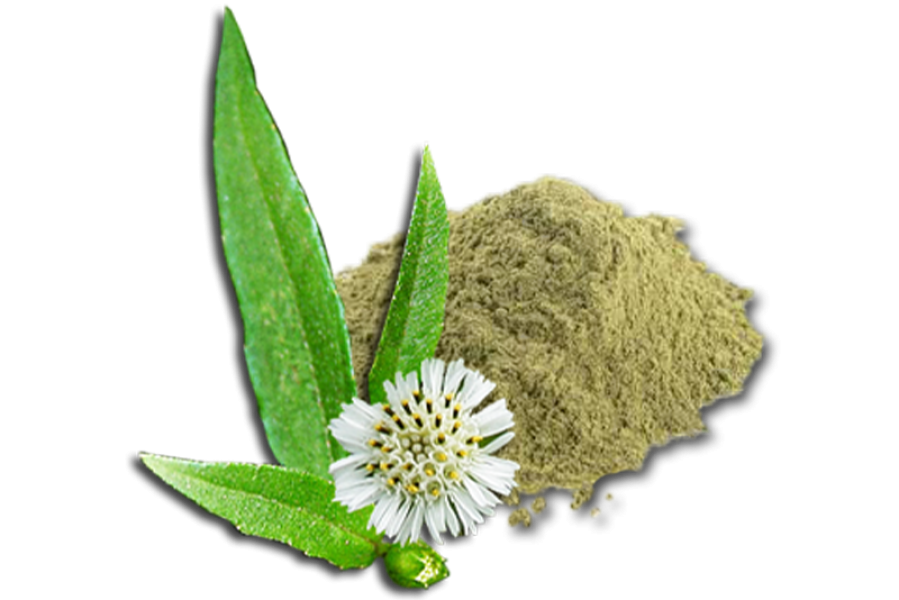 Bhringraj Dry Extract